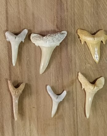 Dents de requin fossiles